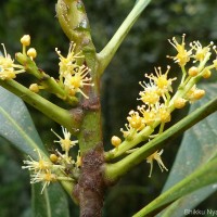 Agrostistachys borneensis Becc.